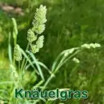 Gräser: Knäuelgras bzw. Knaulgras (Dactylis glomerata)