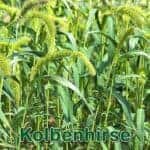 Süßgras: Kolbenhirse (Setaria italica)