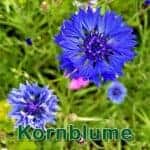 Futterpflanze: Kornblume (Centaurea cyanus)