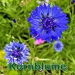 Futterpflanze: Kornblume (Centaurea cyanus)