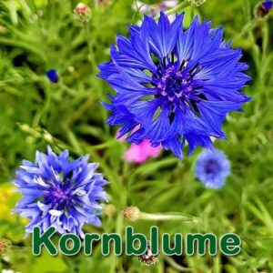 Kornblume