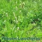 Süßgras: Wiesen-Lieschgras (Phleum pratense)