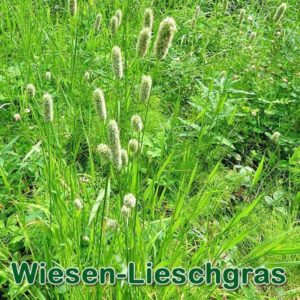 Wiesen-Lieschgras