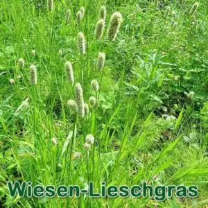 Süßgras: Wiesen-Lieschgras (Phleum pratense)