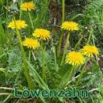 Futterpflanze: Löwenzahn (Taraxacum officinale)