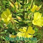 Futterpflanze: Gewöhnliche Nachtkerze (Oenothera biennis)