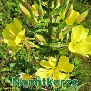 Futterpflanze: Gewöhnliche Nachtkerze (Oenothera biennis)