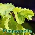 Futterpflanze: Pimpinelle (Sanguisorba minor)