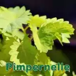 Futterpflanze: Pimpinelle (Sanguisorba minor)