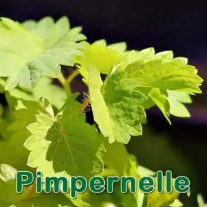 Futterpflanze: Pimpinelle (Sanguisorba minor)