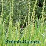 Süßgras: Kriech-Quecke (Elymus repens)