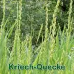 Süßgras: Kriech-Quecke (Elymus repens)