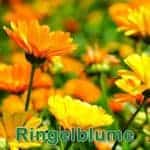 Futterpflanze: Ringelblume (Calendula officinalis)