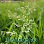 Süßgras: Einjährige Rispengras (Poa annua)