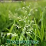 Süßgras: Einjährige Rispengras (Poa annua)