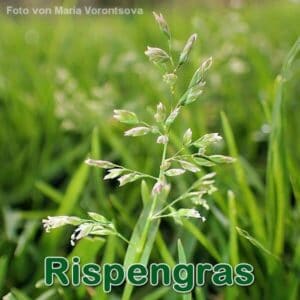 Rispengras
