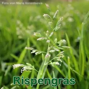 Süßgras: Einjährige Rispengras (Poa annua)