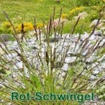 Süßgras: Gewöhnliche Rot-Schwingel (Festuca rubra)