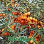 Futterpflanze: Sanddorn (Hippophae rhamnoides)