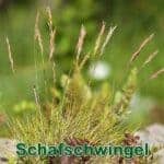 Süßgras: Gewöhnlicher Schafschwingels (Festuca ovina)