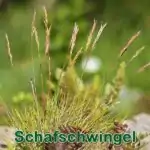 Süßgras: Gewöhnlicher Schafschwingels (Festuca ovina)