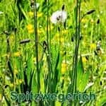 Futterpflanze: Spitzwegerich (Plantago lanceolata)