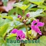Futterpflanze: Gefleckte Taubnessel (Lamium maculatum) und Weiße Taubnessel (Lamium album)