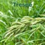 Süßgras: Weiche Trespe (Bromus hordeaceus) und Wiesen-Trespe (Bromus commutatus)