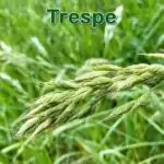 Süßgras: Weiche Trespe (Bromus hordeaceus) und Wiesen-Trespe (Bromus commutatus)