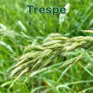 Süßgras: Weiche Trespe (Bromus hordeaceus) und Wiesen-Trespe (Bromus commutatus)