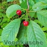 Futterpflanze: Vogelkirsche (Prunus avium)