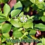Süßgras: Vogelmiere (Stellaria media)