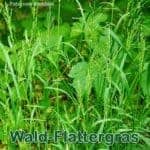 Süßgras: Wald-Flattergras bzw. Waldhirse (Milium effusum)
