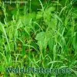 Süßgras: Wald-Flattergras bzw. Waldhirse (Milium effusum)
