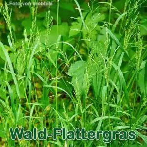 Süßgras: Wald-Flattergras bzw. Waldhirse (Milium effusum)