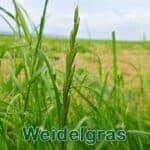 Süßgras: Deutsches Weidelgras (Lolium perenne)