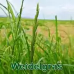 Süßgras: Deutsches Weidelgras (Lolium perenne)
