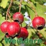 Futterpflanze: Eingriffelige Weißdorn (Crataegus monogyna)