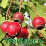 Futterpflanze: Eingriffelige Weißdorn (Crataegus monogyna)