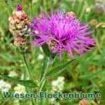Futterpflanze: Wiesen-Flockenblume (Centaurea jacea)