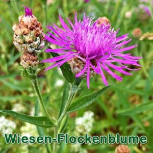 Wiesen-Flockenblume