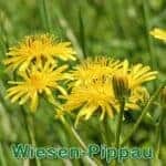 Futterpflanze: Wiesen-Pippau (Crepis biennis)