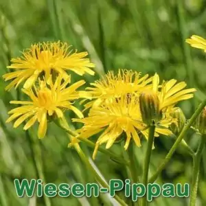 Futterpflanze: Wiesen-Pippau (Crepis biennis)