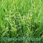 Süßgras: Wiesen-Rispengras (Poa pratensis)