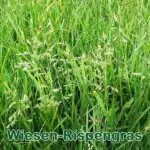 Süßgras: Wiesen-Rispengras (Poa pratensis)