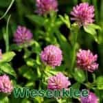 Futterpflanze: Rot- bzw. Wiesen-Klee (Trifolium pratense) oder Weiß- bzw. Kriechklee (Trifolium repens)
