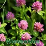 Futterpflanze: Rot- bzw. Wiesen-Klee (Trifolium pratense) oder Weiß- bzw. Kriechklee (Trifolium repens)