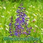 Futterpflanze: Wiesensalbei (Salvia pratensis)