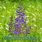 Futterpflanze: Wiesensalbei (Salvia pratensis)