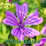 Futterpflanze: Wilde Malve (Malva sylvestris)